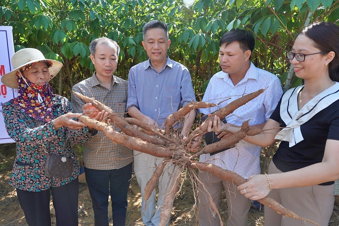 Sắn ruột vàng Phú Thọ cho giá trị gia tăng và phát triển bền vững- Ảnh 2.