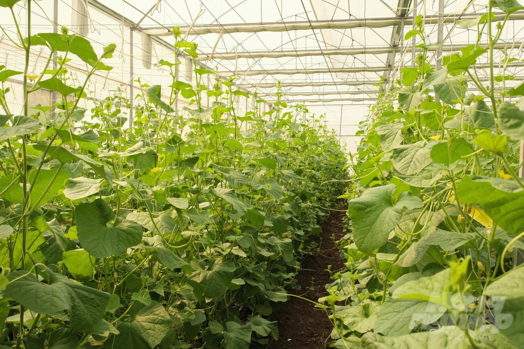 Làm nông nghiệp số từ nhà màng: Hướng mở cho sản xuất nông nghiệp hiện đại- Ảnh 2.