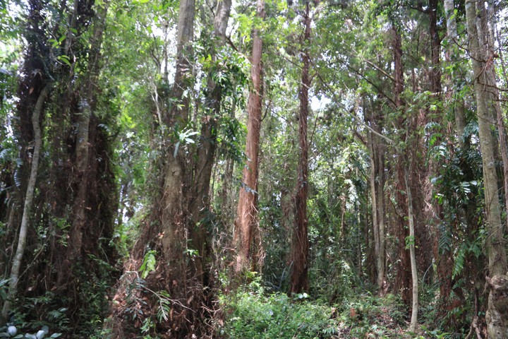 Thủy tùng Tây Nguyên: Khôi phục nguồn gen quý hiếm và mở hướng phát triển lâm nghiệp bền vững - Ảnh 2.
